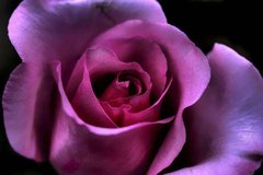 Фотообои Сиреневая роза Артикул 14863