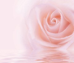Фотообои Розовая роза Артикул 5931