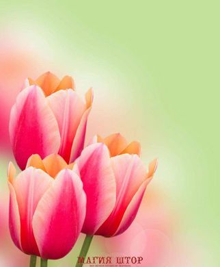 Фотообои Букет розовых тюльпанов Артикул 5920