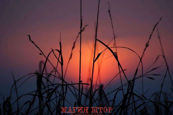 Фотообои Колоски на фоне заката: макросъемка Артикул 0477