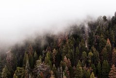 Фотообои Осенний лес в тумане Артикул nus_10437