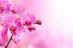 Фотообои Ветка розовой орхидеи Артикул 5858