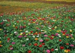 Фотообои Разноцветное цветочное поле Артикул 1078