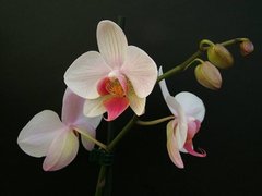 Фотообои Белая орхидея Артикул nfi_01281