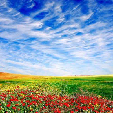Фотообои Небо над полевыми цветами Артикул 5780