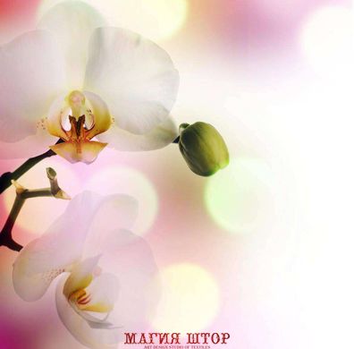 Фотообои Цветок орхидеи на нежно-розовом фоне Артикул 1403