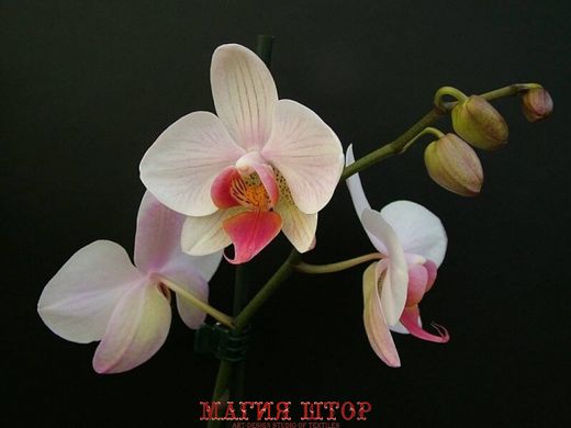 Фотообои Белая орхидея Артикул nfi_01281