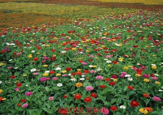 Фотообои Разноцветное цветочное поле Артикул 1078