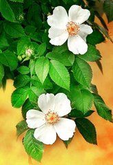 Фотообои Белые цветы Артикул 2414