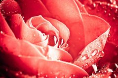 Фотообои Бутон розы Артикул 1141