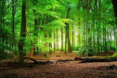 Фотообои Зеленый лес Артикул 32335