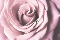 3D Фотообои Шикарный бутон розы Артикул shut_002