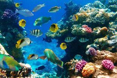Фотообои Красивые кораллы и рыбки Артикул 2015