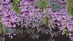 3D Фотообои Полевые фиолетовые цветы Артикул 39536