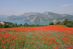 Фотообои Полевые цветы и горы Артикул 5545