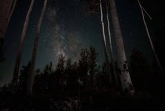 Фотообои Ночное небо в лесу Артикул nus_10821