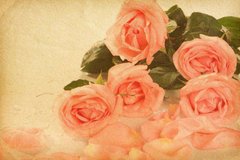 Фотообои Лепестки роз Артикул 9636