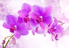 Фотообои Ветвь цветущей орхидеи Артикул 34650
