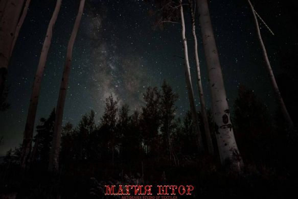 Фотообои Ночное небо в лесу Артикул nus_10821