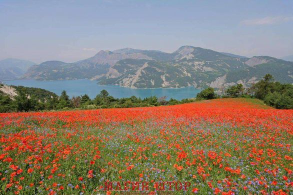 Фотообои Полевые цветы и горы Артикул 5545