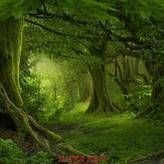 Фотообои Волшебный лес Артикул 27969