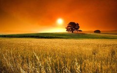 Фотообои Оранжевый закат в пшеничном поле Артикул 0480