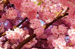 Фотообои Цветущее дерево Артикул 1157