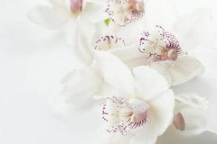 Фотообои Нежные орхидеи Артикул nfi_01265