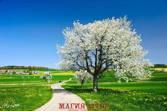 Фотообои Дорога и цветущее дерево Артикул 5284