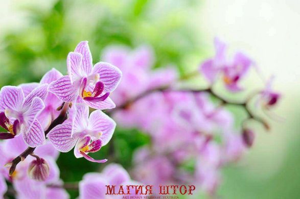 Фотообои Цветы сиреневой орхидеи Артикул 1409