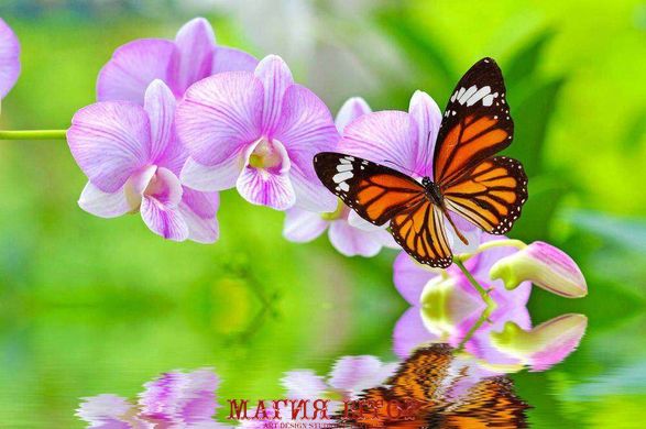 Фотообои Бабочка на орхидее Артикул 12071