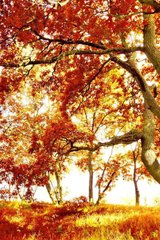 Фотообои Осеннее дерево Артикул 3348
