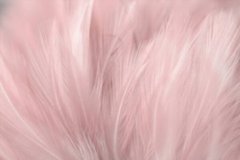 Фотообои Бело-розовые перья Артикул shut_1419