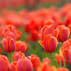 Фотообои Клумба красных тюльпанов Артикул 3685