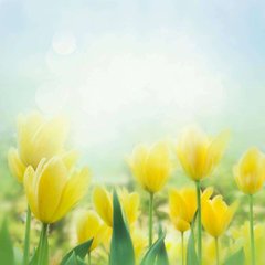 Фотообои Желтые тюльпаны Артикул 5389