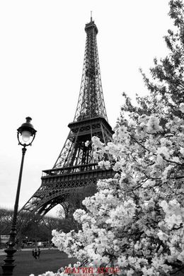 Фотообои Эйфелева башня в Париже, Франция Артикул 1779