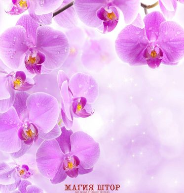 Фотообои Красивый фон с орхидеями Артикул 4779