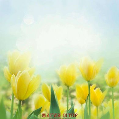 Фотообои Желтые тюльпаны Артикул 5389