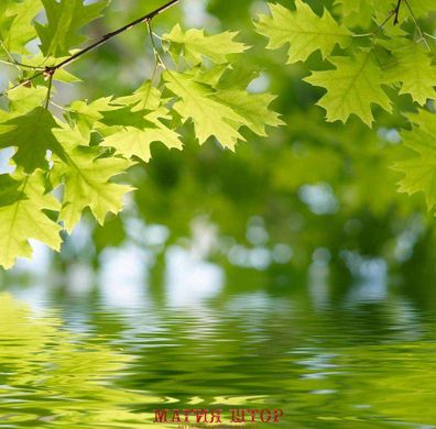 Фотообои Листья над водой Артикул 3664