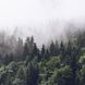 Фотообои Густой туман над лесом Артикул 33535 11