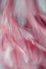 Фотообои Ярко-розовые перышки Артикул shut_1450
