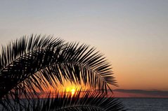 Фотообои Ветвь пальмы на фоне заката Артикул 0478