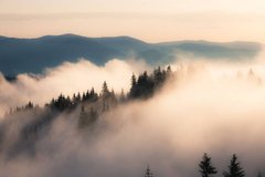 Фотообои Туман над лесом Артикул shut_3787