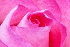 Фотообои Крупным планом роза Артикул nfi_01792
