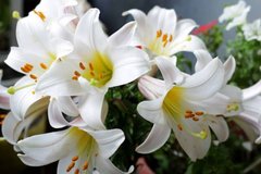Фотообои Белые лилии большие Артикул nfi_01078