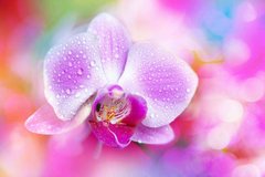 Фотообои Цветок орхидеи Артикул 5360