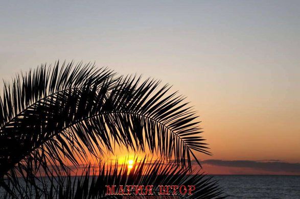 Фотообои Ветвь пальмы на фоне заката Артикул 0478