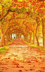 Фотообои Осенние листья на дороге Артикул 1596