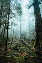 Фотообои Старый лес Артикул nus_10441