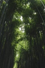 Фотообои Бамбуковый лес Артикул nus_11118